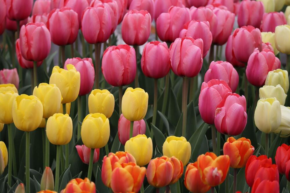 Raznobojne lale u bašti