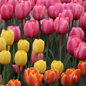 Ako želite baštu punu lala na proleće, februar je poslednja šansa! 5 trikova uz koje ćete ih naterati da procvetaju brzo