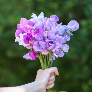 Koje cveće se sadi u martu? 9 biljaka koje će uz pravu negu učiniti vašu baštu najlepšom u kraju