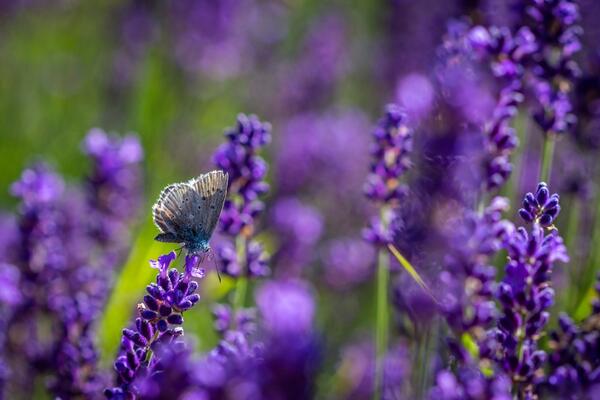 5 biljaka za terasu i vrt koje mirišu najsnažnije: Posadite ih na suncu i do jeseni će vas opijati čarobnim mirisom