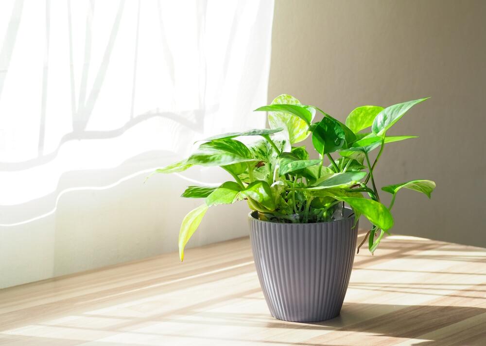 foto: Shutterstock/Khaohom Mali