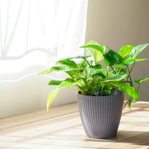 Za predivne listove i bujniji rast: Sipajte ovo u zemlju i potos će vam biti lepši nego ikad pre