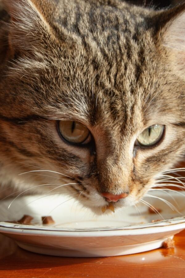 Hrana koju mačke ne smeju da jedu: Ove namirnice nikako nemojte da im dajete