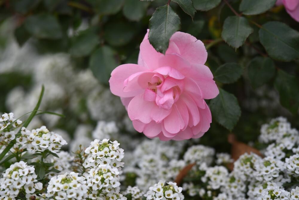 Bela slatinska žumenica ispod grma roze ruža