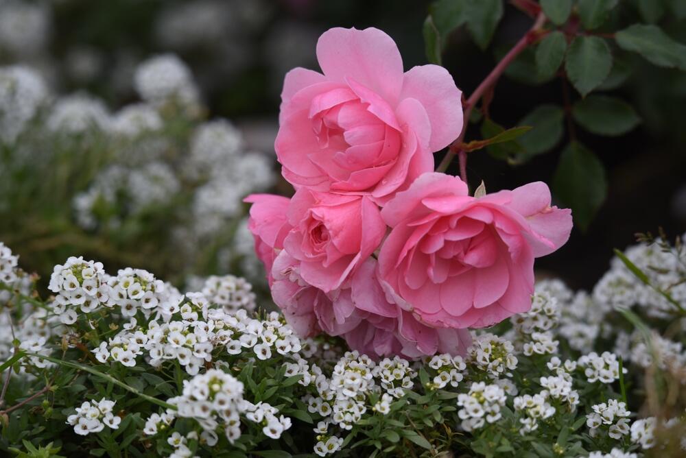 Kombinacija slatinske žumenice i ruža daje odličan rezultat u vrtu