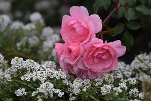 Univerzalno đubrivo za biljke se pravi za 3 minuta: Cveće će biti bujno, izdržljivo, zdravo i veličanstvenog mirisa