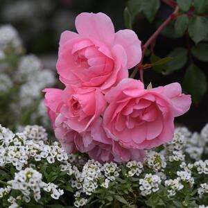 5 vrsta biljaka koje možete da posadite pored ruža: Kraj njih će izgledati još lepše i biti bujne i zdrave do jeseni