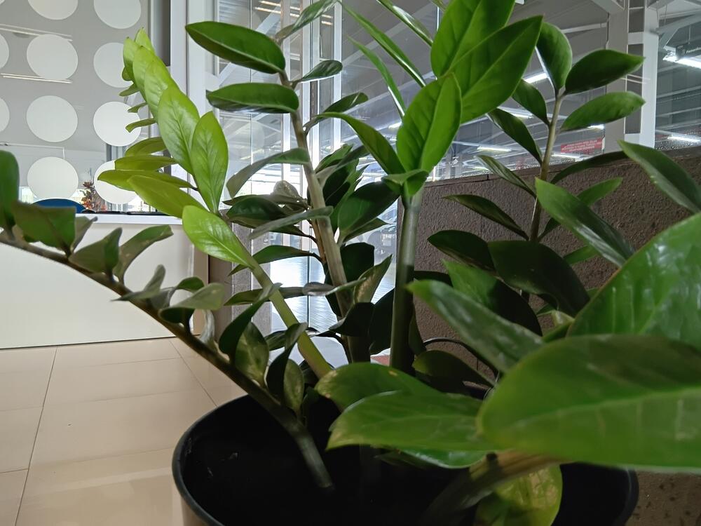 Gde ne treba da držite zamiju u kući?