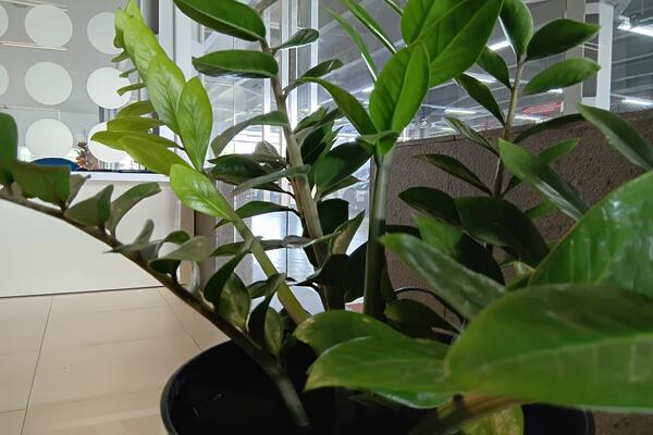 5 najgorih mesta u kući gde možete da stavite zamiju: Ubrzo ćete videti da joj listovi žute i da se suši