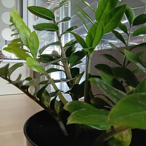 5 najgorih mesta u kući gde možete da stavite zamiju: Ubrzo ćete videti da joj listovi žute i da se suši