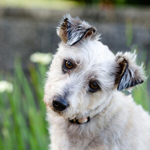 Zašto psi naginju glavu dok vas slušaju? Veterinar otkrio 3 moguća razloga