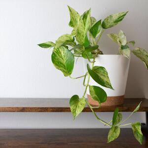 Gde treba da stoji potos da bi privukao pozitivnu energiju? 5 najboljih mesta za nezahtevnu biljku