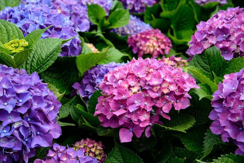 foto: Shutterstock/Lin kent