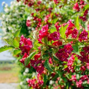 Jednom ga posadite i zaboravite na njega: Plameni žbun cveta od maja do novembra, VATRENE KAPE mame leptire i pčele