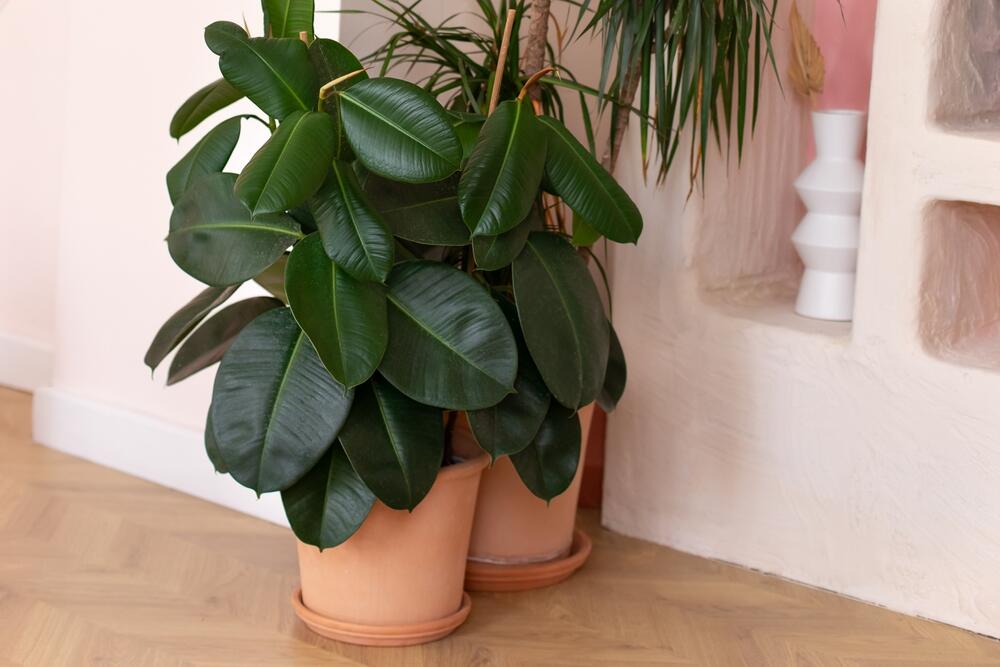 Niski fikus blistavih, tamnozelenih listova