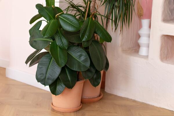 Gde (ne) treba da stoji fikus? Koju god vrstu da imate, ovih 5 mesta mogu da ga unište očas posla