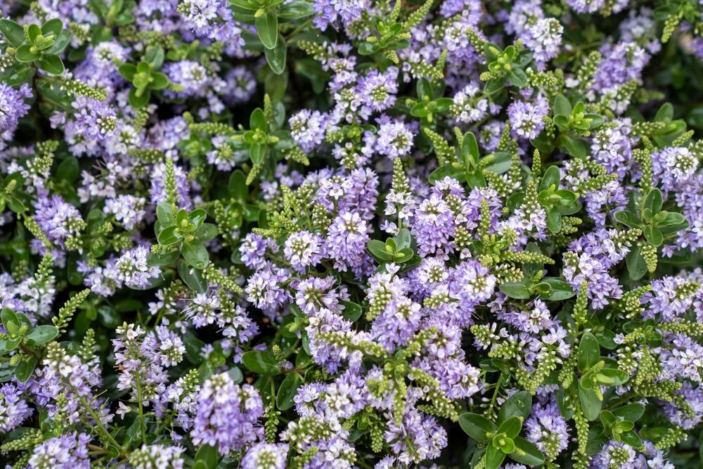 Heba zimzelena trajnica u formi nižeg žbunića koji dostiže visinu od 40 do 60 cm