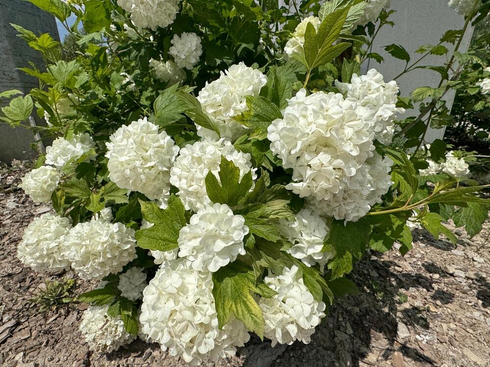 Beli cvetovi biljke Viburnum opulus 