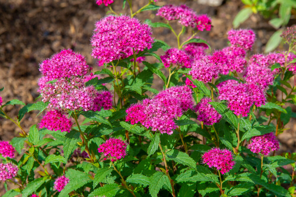 Ružičasti dekorativni grm Spirea japonica