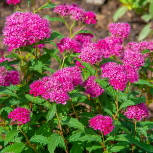 5 ukrasnih grmova koji dvorište pretvaraju u rajski vrt: Daju božanstvene cvetove, kriju od pogleda i tako su otmeni