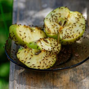 Pojavljuju se i usred zime, razmnožavaju se neverovatnom brzinom: Kako trajno oterati voćne mušice iz doma?