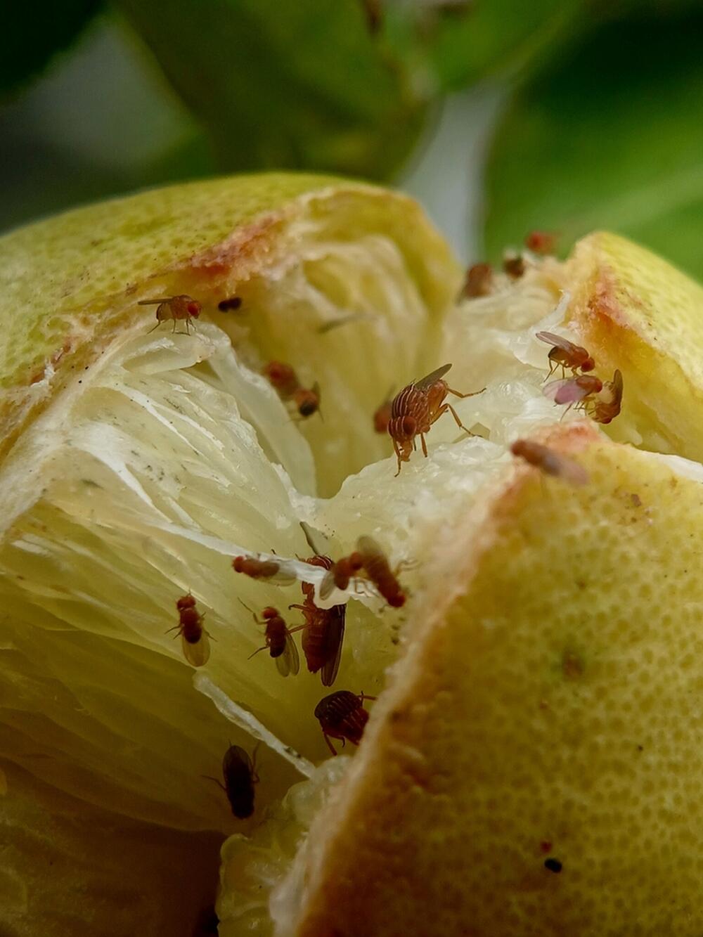 VOĆNE MUŠICE SU DOSADNE I TEŠKO IH JE SE REŠITI 