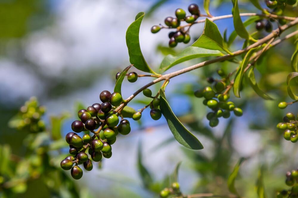 Živa ograda od kaline