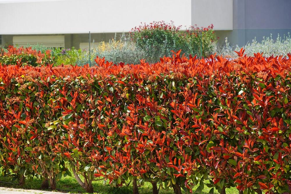 Živa ograda od fotinije