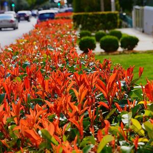 5 biljaka koje je najbolje posaditi kao živu ogradu: Kriju od pogleda, izgledaju elegantno i ulepšavaju svako dvorište