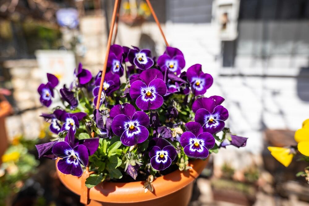 Dan-noć je jedna od biljaka koje slobodno možete staviti na otvoreno ranije