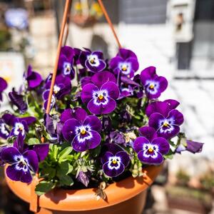 Ovo je cveće koje možete izneti na terasu u martu! Toleriše sveže prolećne dane i večeri, a napreduje bez mnogo nege