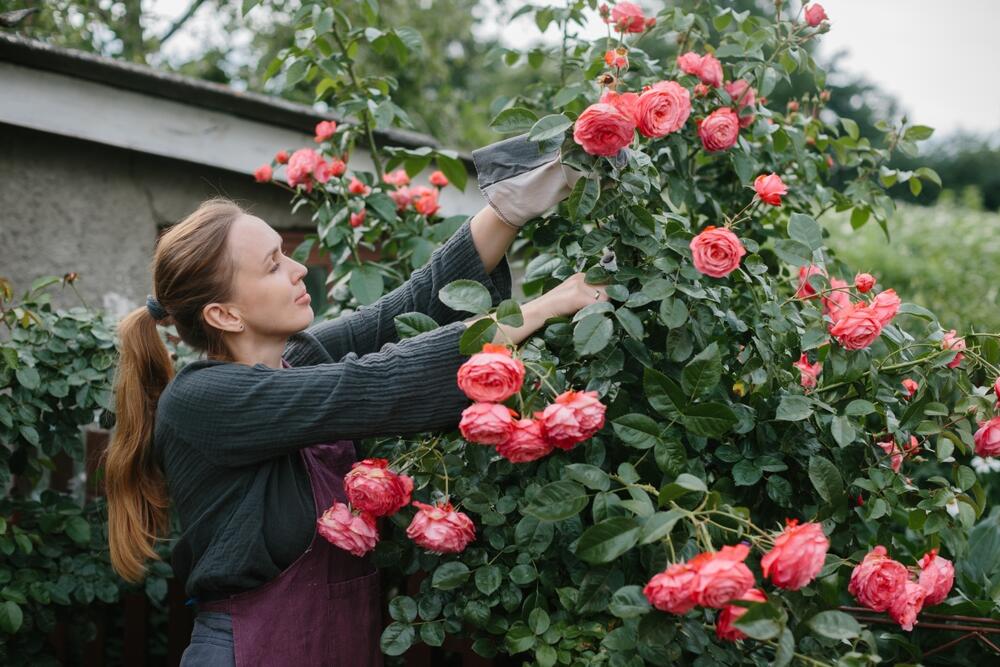 Kako se orezuju ruže?