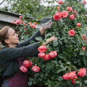 Kada i kako se pravilno orezuju ruže? Uputstvo korak po korak uz pomoć kojeg će vam bašta biti najlepša u kraju
