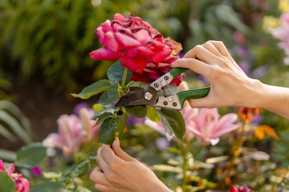 Orezivanje, Orezivanje ruža