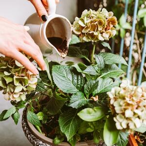 Koje biljke treba đubriti socom od kafe? Ovih 5 prelepih vrsta buja od taloga, ali samo ako ga koristite pravilno