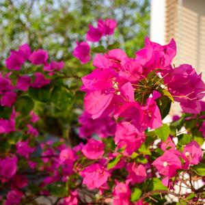 15 najboljih biljki za vašu terasu: Cveće koje svaki balkon pretvara u raj i oazu mira