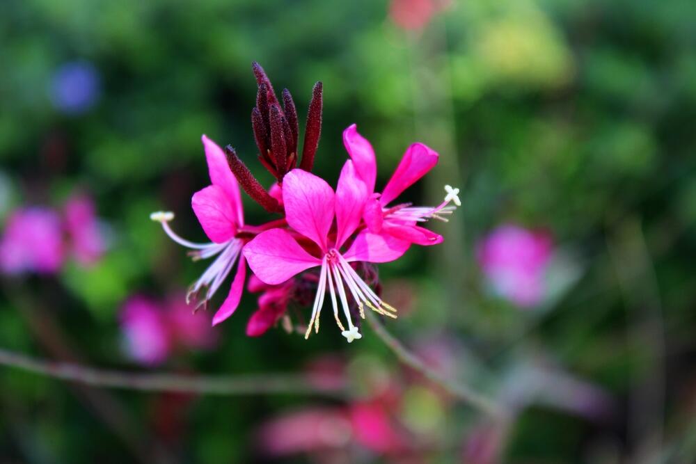 Gaura (leptirov cvet), s ružičastim laticama