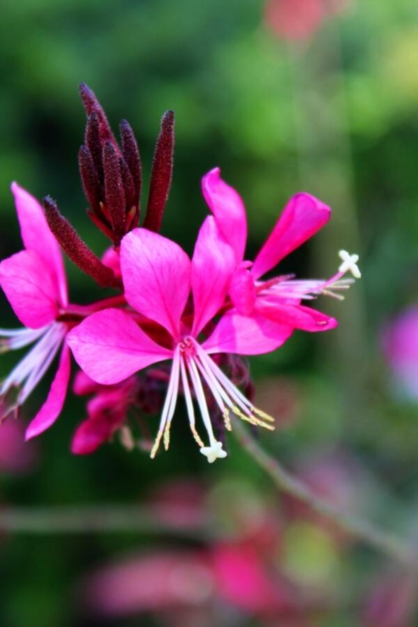 Od zore do večeri dramatično menja boju: Ovaj cvet je pravo čudo, skoro da se neguje sam, a najlepši je ukras vrta