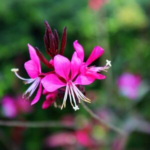 Od zore do večeri dramatično menja boju: Ovaj cvet je pravo čudo, skoro da se neguje sam, a najlepši je ukras vrta