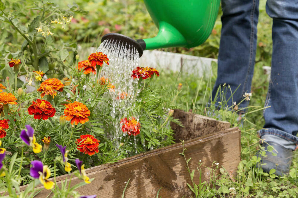 Izbegavajte da zalivate biljke u periodu od 10-16 časova