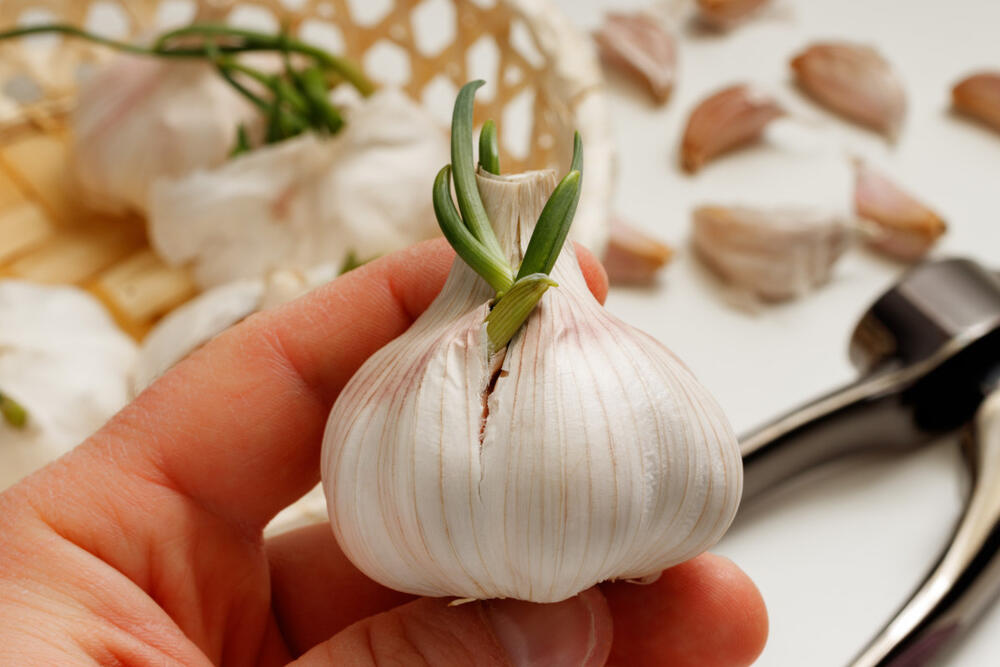 Beli luk, Proklijali beli luk