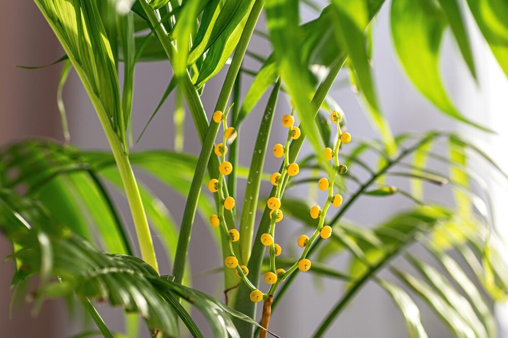 Palma sreće u idealnim uslovima može da živi decenijama i daje žute cvetiće i bobice