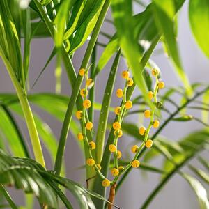 Palma sreće privlači obilje i živi 50 godina &ndash; ako se neguje pravilno: Ova biljka je ponos svake kuće i nije zahtevna