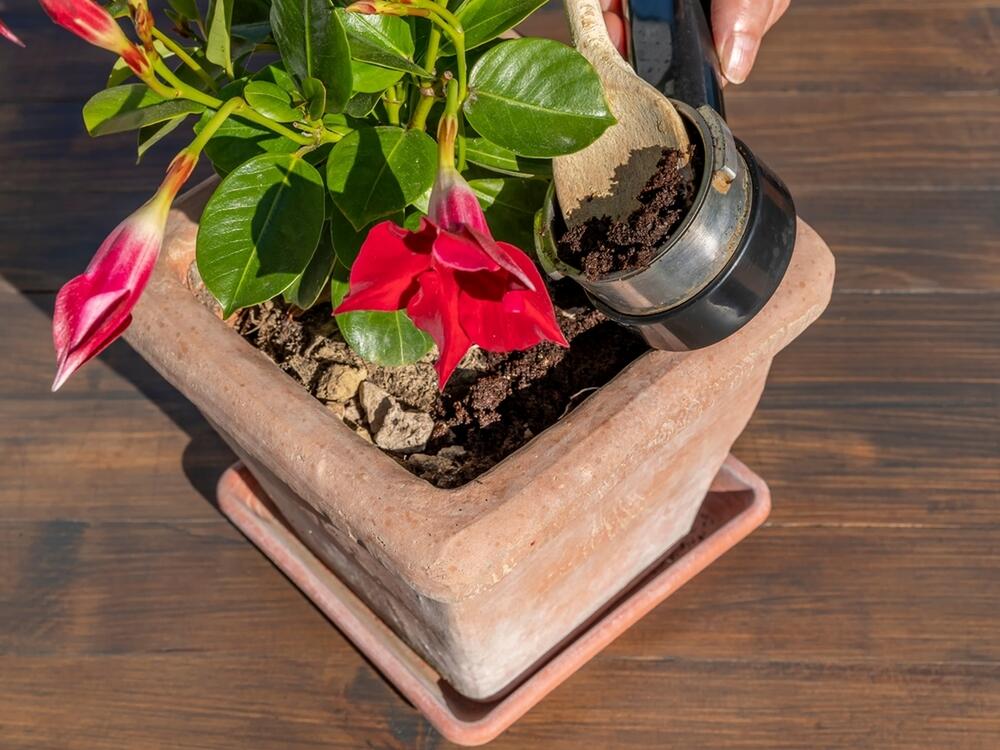 NE VOLE SVE BILJKE DA SE PRIHRANJUJU TALOGOM OD KAFE 