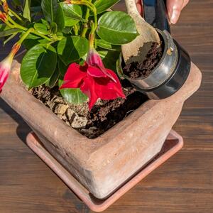 Ove biljke NE PODNOSE talog od kafe: Hortenzijama menja boju, ruže bujaju kao lude, ali ima i onih koje se OSUŠE