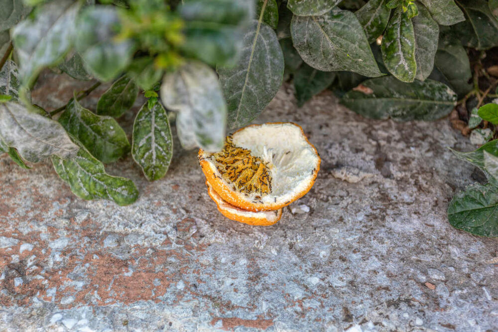 Kora pomorandže odbija štetočine