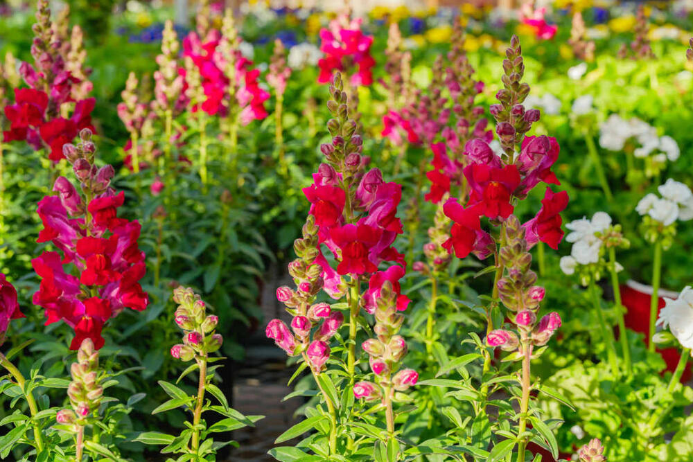 foto: Shutterstock/HannaTor