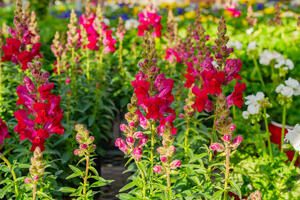 8 najlepših vrsta biljaka za uzgajanje u saksiji: Cveće koje će uneti boje u svaki kutak vaše bašte