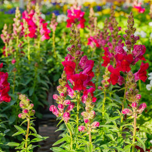 8 najlepših vrsta biljaka za uzgajanje u saksiji: Cveće koje će uneti boje u svaki kutak vaše bašte