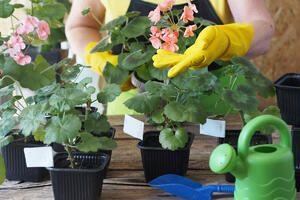 Mart je prekretnica za MUŠKATLE: Zalijte ih sa vodom u koju ste dodali 1 kašiku ovoga i probudite ih iz zimskog sna
